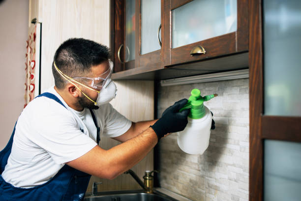 Best Flea Control Services  in Seat Pleasant, MD