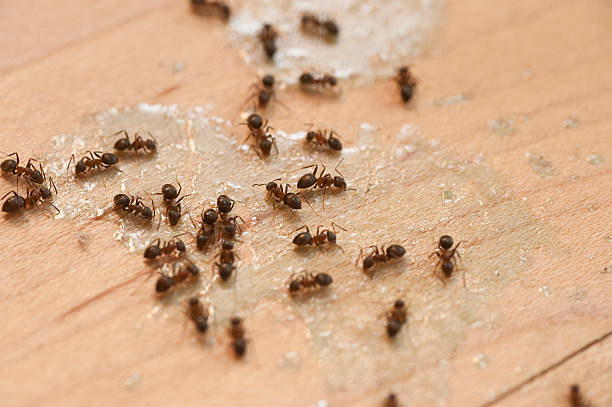 Best Best Pest Control Companies  in Seat Pleasant, MD
