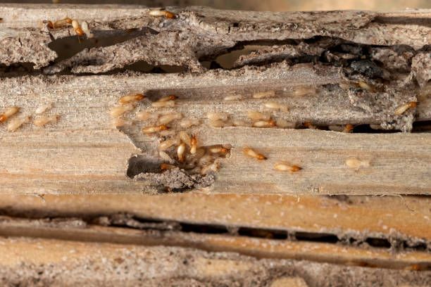 Best Pest Inspection Near Me  in Seat Pleasant, MD