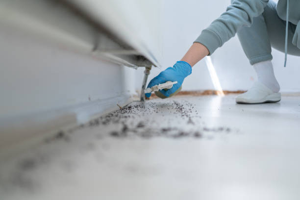 Best Wasp Removal Services  in Seat Pleasant, MD
